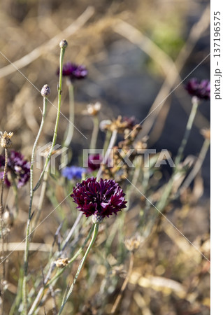 beautiful hybrid red cornflowers in the autumn season in the garden , the last few spring cornflowers are an unusual red color 137196575