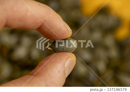 holding ripe seeds in hand and orange pumpkin cut in half with soft juicy flesh , sliced pumpkin with baking pulp and healthy and nutritious seeds holding ripe seeds in hand and orange pumpkin cut in half with soft juicy flesh , sliced pumpkin with baking pulp and healthy and nutritious seeds 137196579