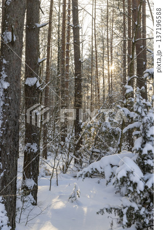 tall pines in the forest covered with snow and large white snowdrifts in nature after snowfalls, white bright and crisp snow in a coniferous forest with tall pine trees tall pines in the forest covered with snow and large white snowdrifts in nature after snowfalls, white bright and crisp snow in a coniferous forest with tall pine trees 137196588