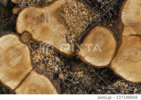close up stumps with yellow wood after deforestation and logging, a clearing with stumps after logging and clearing the territory in the forest in the spring season close up stumps with yellow wood after deforestation and logging, a clearing with stumps after logging and clearing the territory in the forest in the spring season 137196608