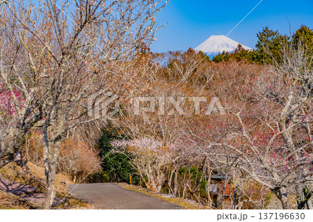 (静岡県)修善寺梅林から見る富士山 (静岡県)修善寺梅林から見る富士山 137196630