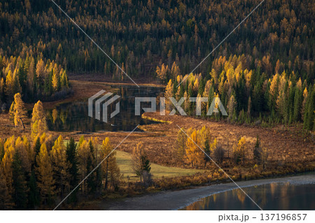 Scenic autumn forest landscape with golden trees and a tranquil river reflection Scenic autumn forest landscape with golden trees and a tranquil river reflection 137196857