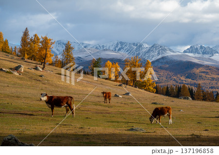 Cattle Grazing in Mountain Meadow With Autumn Trees and Snowy Peaks Cattle Grazing in Mountain Meadow With Autumn Trees and Snowy Peaks 137196858