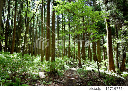 緑が鮮やかな新緑の森林 137197734