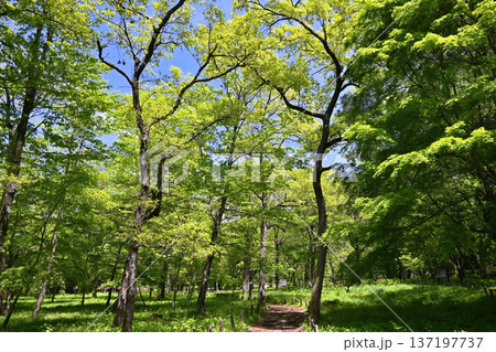 緑が鮮やかな新緑の森林 緑が鮮やかな新緑の森林 137197737