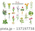 Anti-inflammatory herbs painted illustration set. Various medicinal plants for inflammation vintage style botanical collection. Sage, calendula, chamomile, lavender, tansy herbs on white background 137197738