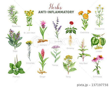 Anti-inflammatory herbs painted illustration set. Various medicinal plants for inflammation vintage style botanical collection. Sage, calendula, chamomile, lavender, tansy herbs on white background 137197738