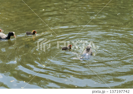 Closeup of Coot family swimming in pond water Closeup of Coot family swimming in pond water 137197742