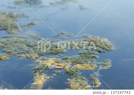 Green algae on a surface of a pond on a summer day 137197743
