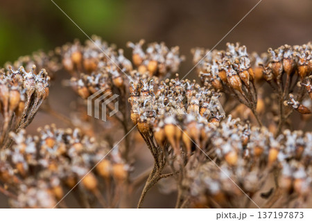 冬の山　枯れたアジサイのクローズアップ04 137197873