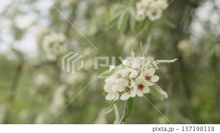 closeup of willow pear blossom closeup of willow pear blossom 137198118