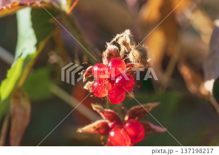 冬の森　フユイチゴの赤い実のアップ04 137198217