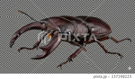 カブトムシ　クワガタムシ　昆虫　夏休み 137198223