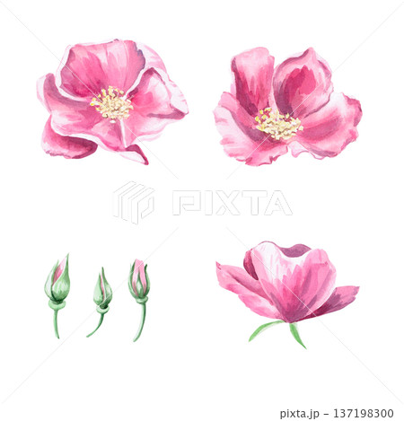 A set of blooming rose hips and buds. Isolated watercolor illustration for herbal tea-themed designs, culinary and nature-related branding, environmental campaigns, and educational materials. A set of blooming rose hips and buds. Isolated watercolor illustration for herbal tea-themed designs, culinary and nature-related branding, environmental campaigns, and educational materials. 137198300