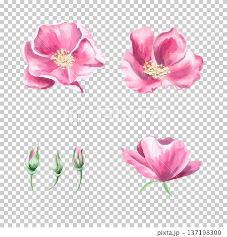 A set of blooming rose hips and buds. Isolated watercolor illustration for herbal tea-themed designs, culinary and nature-related branding, environmental campaigns, and educational materials. A set of blooming rose hips and buds. Isolated watercolor illustration for herbal tea-themed designs, culinary and nature-related branding, environmental campaigns, and educational materials. 137198300