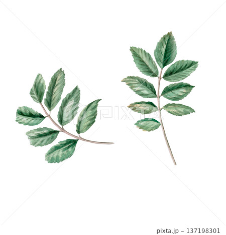 A set of rosehip leaves. Isolated watercolor illustration for herbal tea-themed designs, culinary and nature-related branding, environmental campaigns, and educational materials. A set of rosehip leaves. Isolated watercolor illustration for herbal tea-themed designs, culinary and nature-related branding, environmental campaigns, and educational materials. 137198301