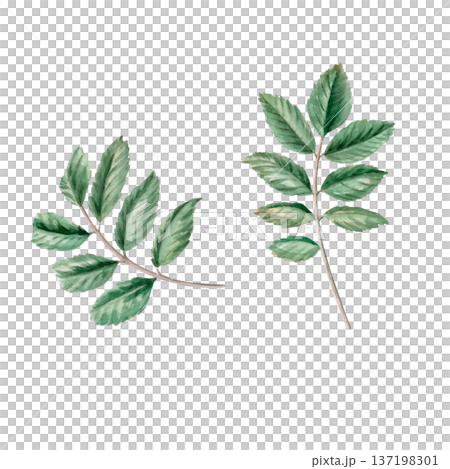 A set of rosehip leaves. Isolated watercolor illustration for herbal tea-themed designs, culinary and nature-related branding, environmental campaigns, and educational materials. A set of rosehip leaves. Isolated watercolor illustration for herbal tea-themed designs, culinary and nature-related branding, environmental campaigns, and educational materials. 137198301