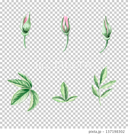 A set of rosehip buds and leaves. Isolated watercolor illustration for herbal tea-themed designs, culinary and nature-related branding, environmental campaigns, and educational materials. A set of rosehip buds and leaves. Isolated watercolor illustration for herbal tea-themed designs, culinary and nature-related branding, environmental campaigns, and educational materials. 137198302