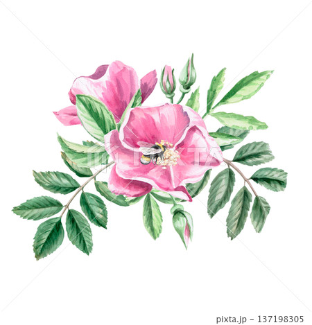 Rosehip flowers in a bouquet. Isolated watercolor illustration for herbal tea-themed designs, culinary and nature-related branding, environmental campaigns, and educational materials. 137198305