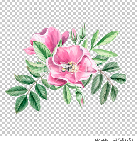 Rosehip flowers in a bouquet. Isolated watercolor illustration for herbal tea-themed designs, culinary and nature-related branding, environmental campaigns, and educational materials. 137198305