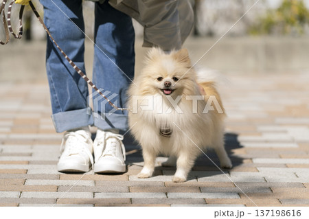 散歩中のポメラニアンと飼い主の足元 散歩中のポメラニアンと飼い主の足元 137198616