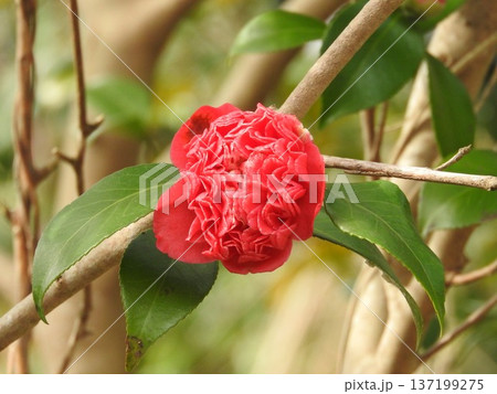 ツバキ（椿）の変わり種：紅卜伴（ベニボクハン）/紅唐子（ベニカラコ） 137199275