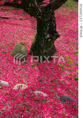 三重県津市　結城神社　満開の寒紅梅と落ちた花弁 137200018
