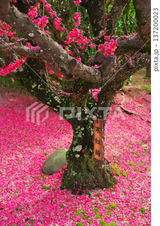 三重県津市　結城神社　満開の寒紅梅と落ちた花弁 137200023