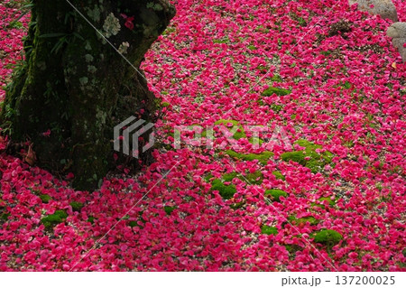 三重県津市 結城神社 満開の寒紅梅と落ちた花弁 三重県津市 結城神社 満開の寒紅梅と落ちた花弁 137200025