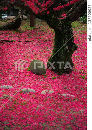 三重県津市 結城神社 満開の寒紅梅と落ちた花弁 三重県津市 結城神社 満開の寒紅梅と落ちた花弁 137200028