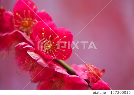 三重県津市　結城神社　満開の寒紅梅 137200036