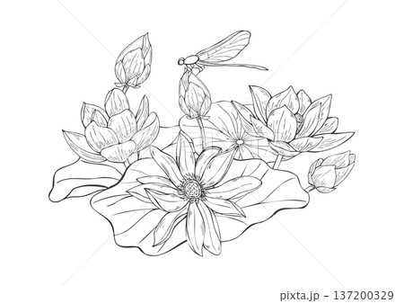 Lotus flowers and sitting dragonfly monochrome composition in black and white. Blooming water lily with leaves in pond vector isolated illustration for packaging, book covers, magazine 137200329