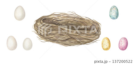 Bird nest and colored eggs clip art watercolor illustration on isolated background. Farm nest made of dried branches and small speckled egg. Decorative elements for spring Easter design. 137200522