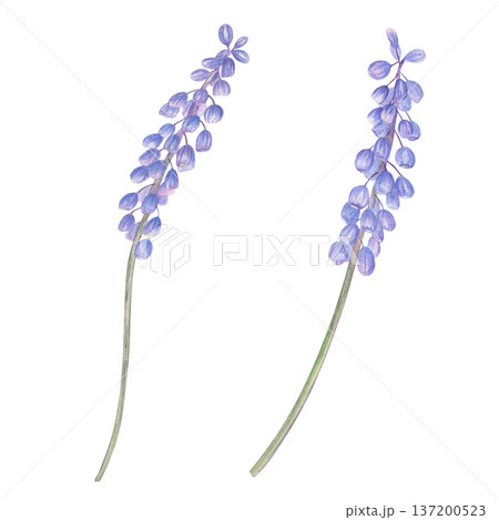Two blooming muscari flowers watercolor illustration on isolated background. Blue violet grape hyacinths on green stems clip art for Easter greeting card, spring natural beauty, gardening material. Two blooming muscari flowers watercolor illustration on isolated background. Blue violet grape hyacinths on green stems clip art for Easter greeting card, spring natural beauty, gardening material. 137200523