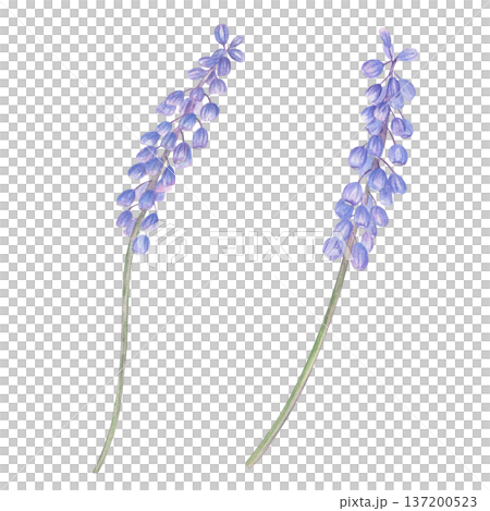 Two blooming muscari flowers watercolor illustration on isolated background. Blue violet grape hyacinths on green stems clip art for Easter greeting card, spring natural beauty, gardening material. Two blooming muscari flowers watercolor illustration on isolated background. Blue violet grape hyacinths on green stems clip art for Easter greeting card, spring natural beauty, gardening material. 137200523