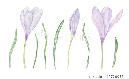Blooming crocus in soft lilac and purple shades, green leaves clip art watercolor illustration on isolated background. Early spring flowers clip art for wedding invitations, baby shower decor. Blooming crocus in soft lilac and purple shades, green leaves clip art watercolor illustration on isolated background. Early spring flowers clip art for wedding invitations, baby shower decor. 137200524