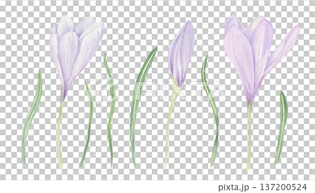 Blooming crocus in soft lilac and purple shades, green leaves clip art watercolor illustration on isolated background. Early spring flowers clip art for wedding invitations, baby shower decor. Blooming crocus in soft lilac and purple shades, green leaves clip art watercolor illustration on isolated background. Early spring flowers clip art for wedding invitations, baby shower decor. 137200524