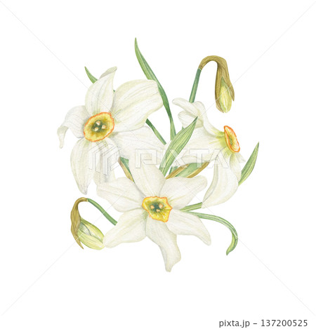 Watercolor Daffodil bouquet watercolor illustration on isolated background. Hand drawn spring white narcissus flowers in blossom Floral composition for Easter greeting cards, birthday invitations. Watercolor Daffodil bouquet watercolor illustration on isolated background. Hand drawn spring white narcissus flowers in blossom Floral composition for Easter greeting cards, birthday invitations. 137200525