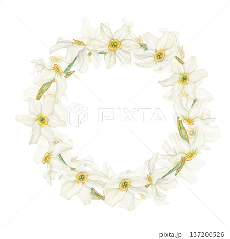 Blooming white daffodils watercolor wreath on isolated background. Hand drawn spring narcissus flowers with delicate petals and trumpet centers. Template for spring greeting card, Easter invitation. 137200526