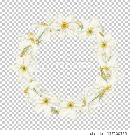 Blooming white daffodils watercolor wreath on isolated background. Hand drawn spring narcissus flowers with delicate petals and trumpet centers. Template for spring greeting card, Easter invitation. 137200526