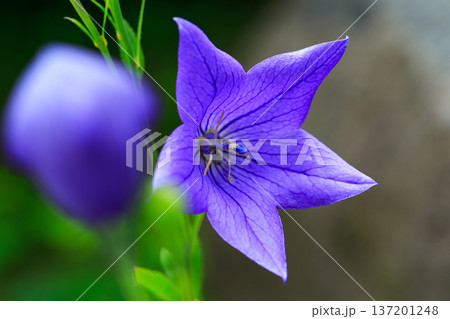 桔梗の花のクローズアップ 桔梗の花のクローズアップ 137201248
