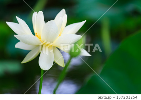 蓮池に咲く蓮の花と葉 蓮池に咲く蓮の花と葉 137201254