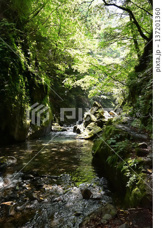 山梨県 山梨市 西沢渓谷のカエル岩 山梨県 山梨市 西沢渓谷のカエル岩 137201360