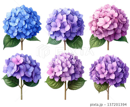 無地背景に整列して並ぶ複数のあじさいの花 137201394