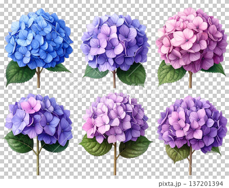 無地背景に整列して並ぶ複数のあじさいの花 137201394