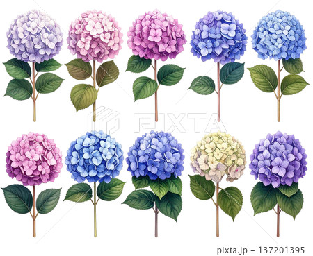 無地背景に整列して並ぶ複数のあじさいの花 137201395