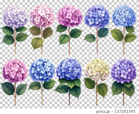 無地背景に整列して並ぶ複数のあじさいの花 137201395