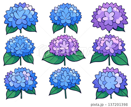 無地背景に整列して並ぶ複数のあじさいの花 無地背景に整列して並ぶ複数のあじさいの花 137201398