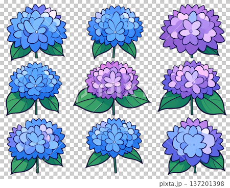 無地背景に整列して並ぶ複数のあじさいの花 無地背景に整列して並ぶ複数のあじさいの花 137201398