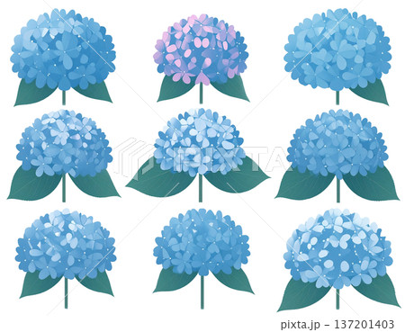 無地背景に整列して並ぶ複数のあじさいの花 137201403